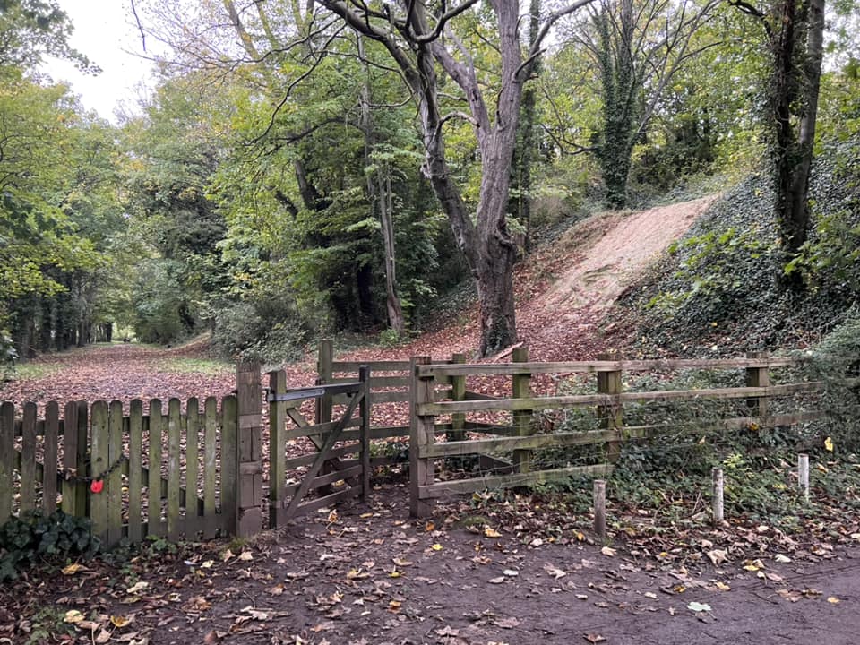 Foxes forest. Wooden fence.