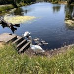 Hilsea moat