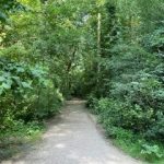 Woodland path